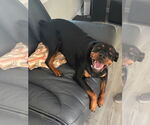 Small #8 Rottweiler