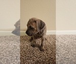 Puppy 3 America Bandogge Mastiff-Cane Corso Mix