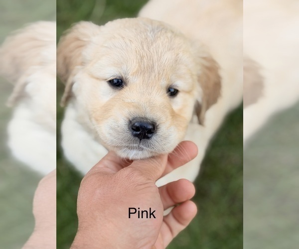 Medium Photo #3 Golden Retriever Puppy For Sale in CHIPPEWA FALLS, WI, USA