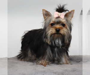 Yorkshire Terrier Puppy for sale in LOS ANGELES, CA, USA