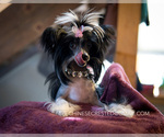Small Photo #3 Chinese Crested Puppy For Sale in AURORA, CO, USA