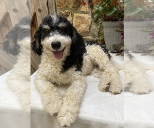 Bernedoodle Puppy for Sale in CHATHAM, Pennsylvania USA