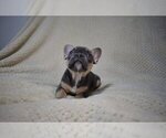 Small Photo #2 French Bulldog Puppy For Sale in DEERFIELD BEACH, FL, USA