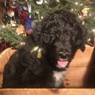 Small Photo #12 Aussiedoodle Puppy For Sale in ARBA, IN, USA