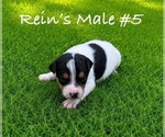 Small Photo #13 Jack Russell Terrier Puppy For Sale in KINGSVILLE, MO, USA