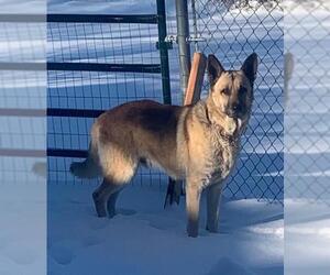 German Shepherd Dog Dogs for adoption in San Antonio, TX, USA