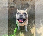 Small #2 French Bulldog