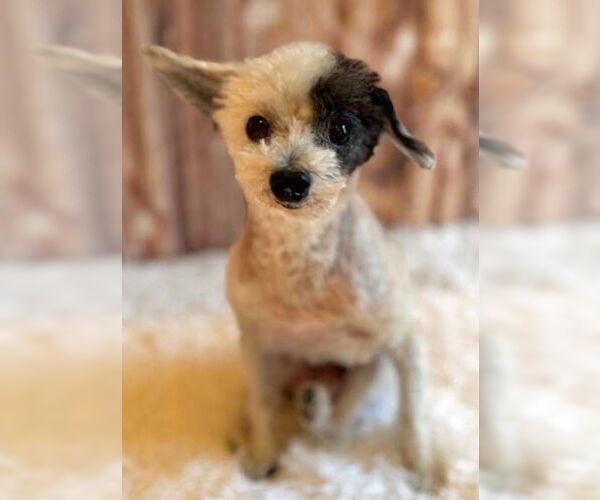 Medium Photo #15 Poodle (Toy)-Unknown Mix Puppy For Sale in Arlington, VA, USA