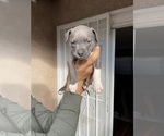 Puppy 3 American Staffordshire Terrier-Cane Corso Mix
