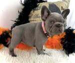 Small #4 French Bulldog