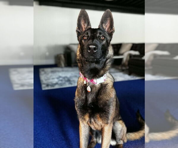 Medium Photo #10 Mutt Puppy For Sale in Imlay City, MI, USA