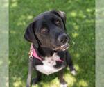 Small #5 Labrador Retriever Mix