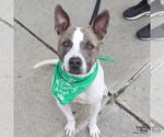 Small #1 Mutt