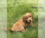 Small #21 Goldendoodle (Miniature)