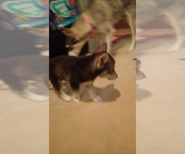 Medium Photo #5 Gerberian Shepsky Puppy For Sale in EDMORE, MI, USA