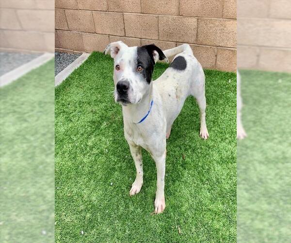 Medium Photo #3 American Pit Bull Terrier-Unknown Mix Puppy For Sale in Moreno Valley, CA, USA