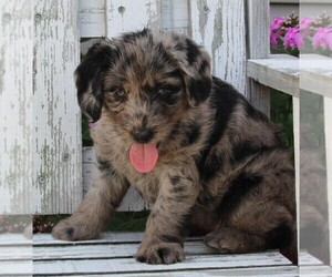 Labradoodle Puppy for sale in FREDERICKSBURG, OH, USA