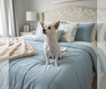 Small #1 Chihuahua Mix