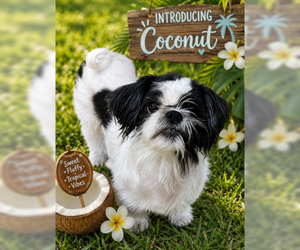 Medium Photo #1 Shih Tzu Puppy For Sale in Fremont, CA, USA