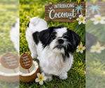 Small Shih Tzu