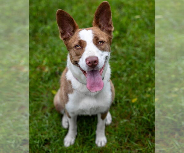 Medium Photo #2 American Pit Bull Terrier-Border Collie Mix Puppy For Sale in Princeton, MN, USA