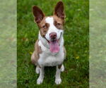 Small #1 American Pit Bull Terrier-Border Collie Mix