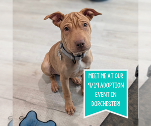 Mutt Dogs for adoption in Boston, MA, USA