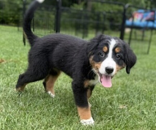 Medium Photo #13 Bernese Mountain Dog Puppy For Sale in SPRINGFIELD, OH, USA