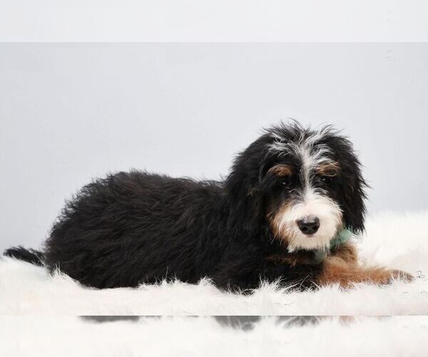 Medium Photo #3 Bernedoodle (Miniature) Puppy For Sale in LIVINGSTON, WI, USA