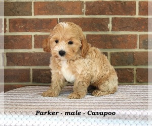Cavapoo Puppy for sale in CLARKRANGE, TN, USA