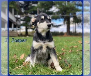 Goberian Puppy for sale in BRINKHAVEN, OH, USA