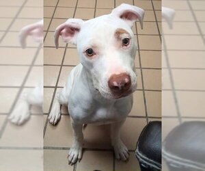 Shelly - Female Mutt Dog for Adoption - Photo #2