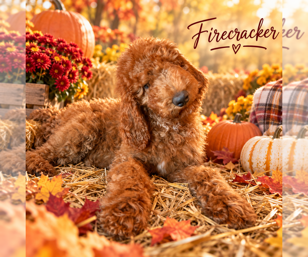Medium Photo #2 Poodle (Standard) Puppy For Sale in SAINT CLOUD, MN, USA