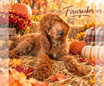 Litter of 8 - Male(s) and Female(s) Poodle (Standard)Litter of Puppies for Sale - Photo #2