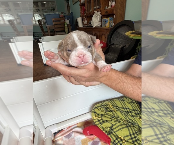 Medium Photo #9 English Bulldog Puppy For Sale in OZARK, AL, USA