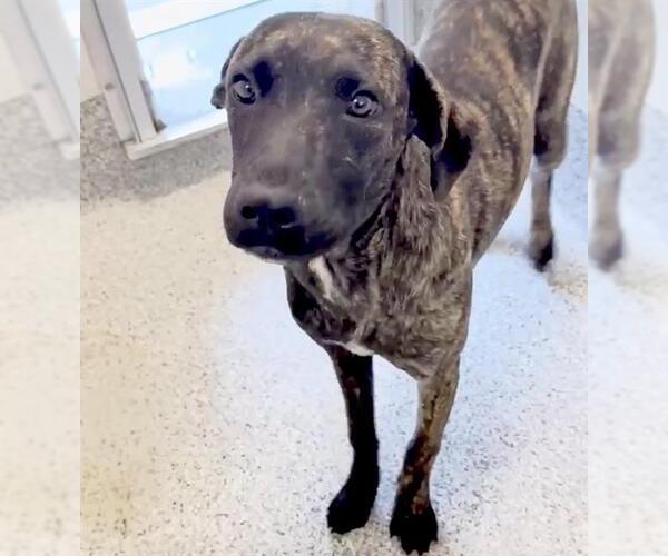 Medium Photo #2 Mutt Puppy For Sale in Houston, TX, USA