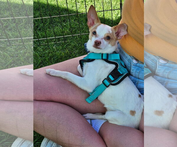 Medium Photo #5 Chihuahua Puppy For Sale in Lake Elsinore, CA, USA