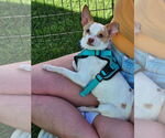 Small #4 Chihuahua