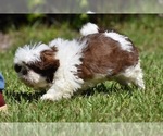 Small #3 Shih Tzu