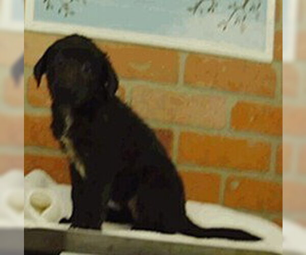 Medium Photo #3 Labrenees Puppy For Sale in Lakewood, CO, USA