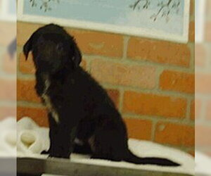 Mabel - Female Labrenees Dog for Adoption - Photo #3
