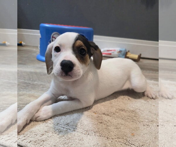 Medium Photo #1 Basset Hound-Unknown Mix Puppy For Sale in New London, WI, USA