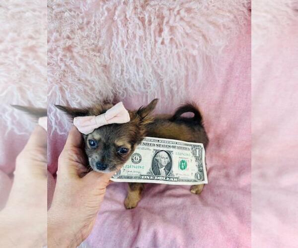 Medium Photo #13 Chihuahua Puppy For Sale in AVONDALE ESTATES, GA, USA