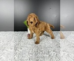 Small Photo #2 Goldendoodle (Miniature) Puppy For Sale in GREENWOOD, IN, USA