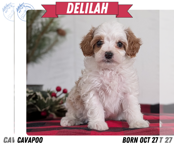 Medium Photo #19 Cavapoo (Miniature) Puppy For Sale in GOSHEN, IN, USA