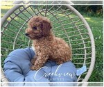 Small Photo #10 Poodle (Toy) Puppy For Sale in NIANGUA, MO, USA