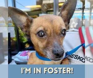 Chihuahua Dogs for adoption in Alameda, CA, USA