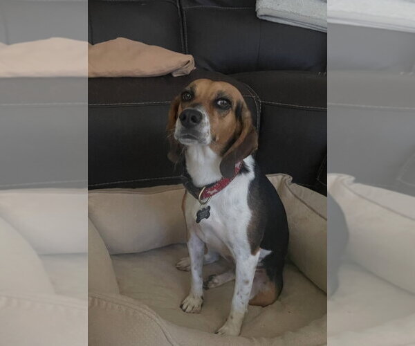 Medium Photo #4  Puppy For Sale in , 