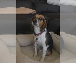 Beagle Dogs for adoption in Las Vegas, NV, USA