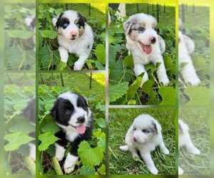 Australian Shepherd Puppy for sale in MIAMI, FL, USA